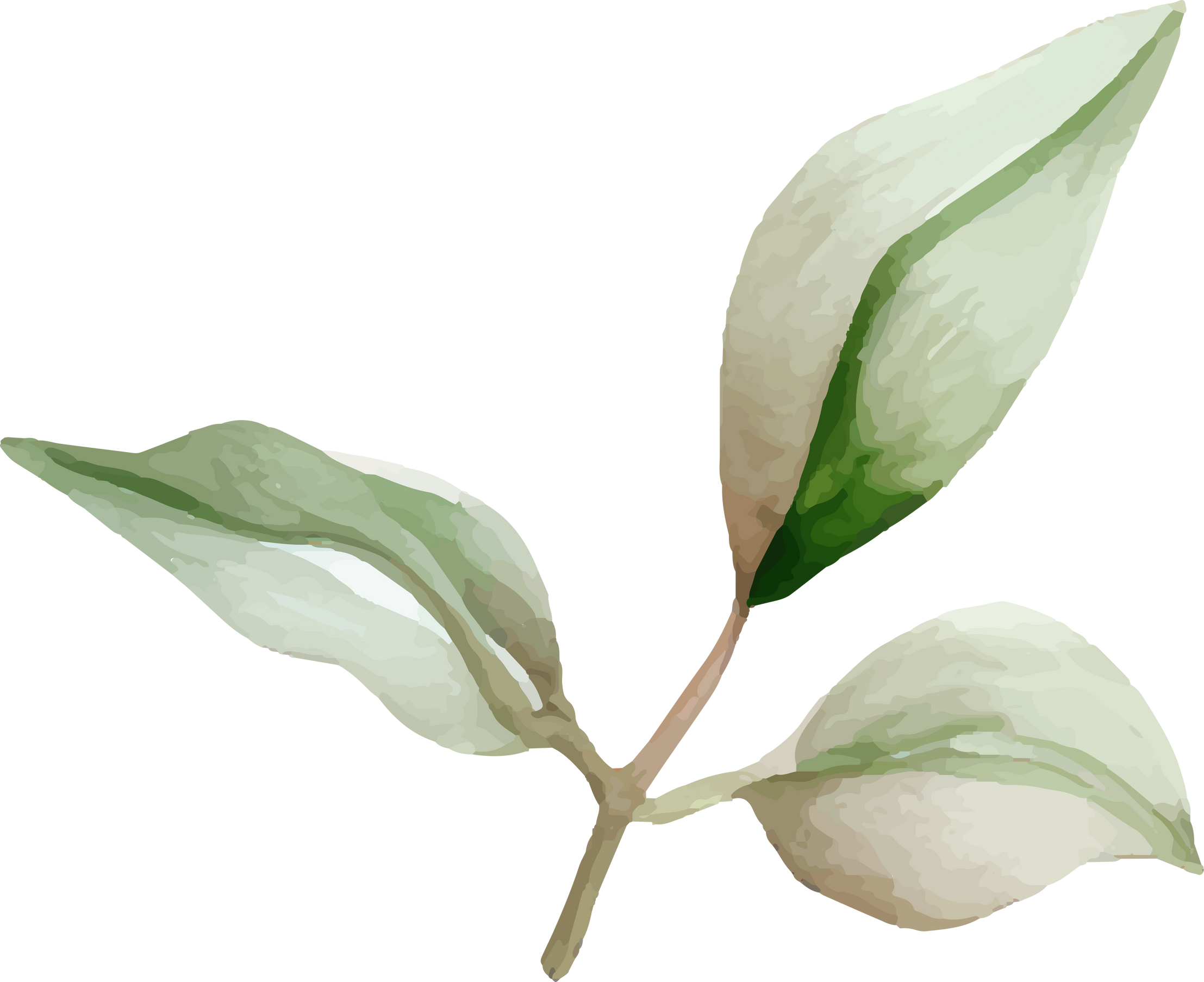 Elegant hydrangea leaves watercolor