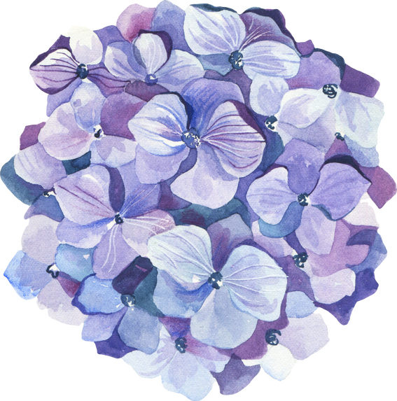 Watercolor Hydrangea flower clipart.
