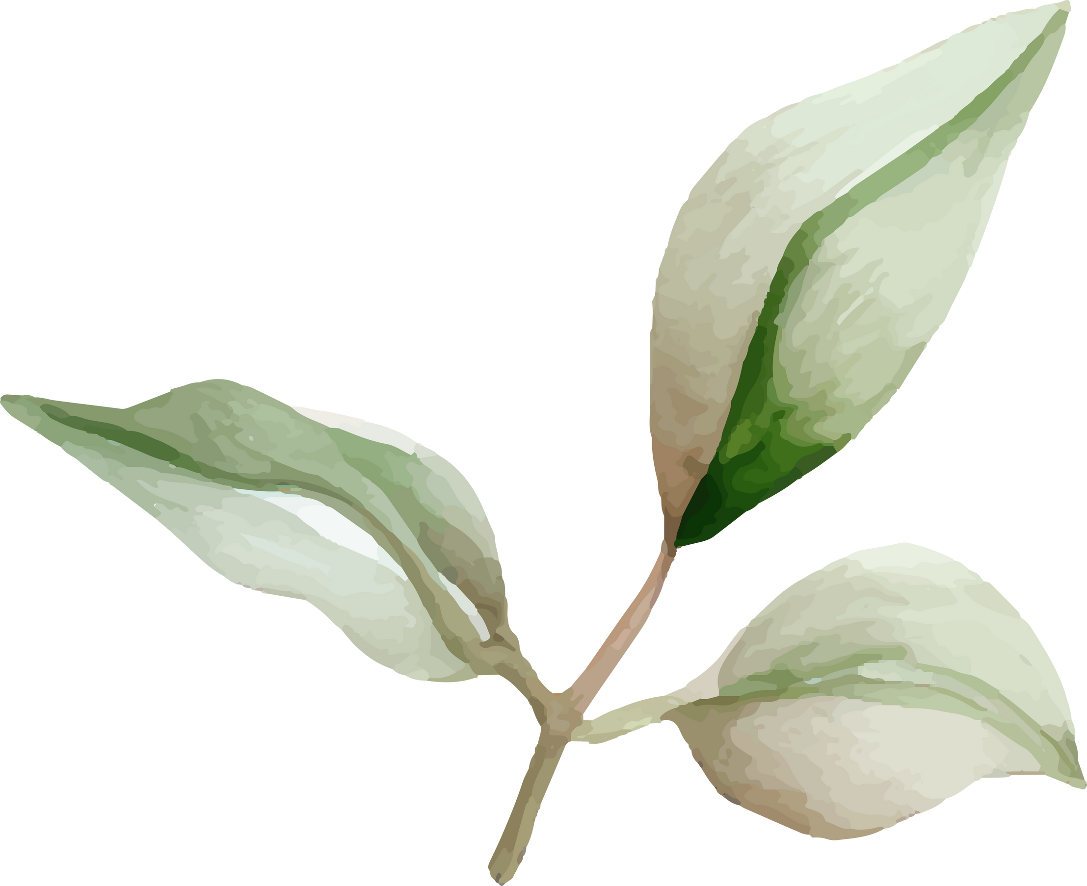 Elegant hydrangea leaves watercolor