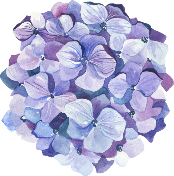 Watercolor Hydrangea flower clipart.